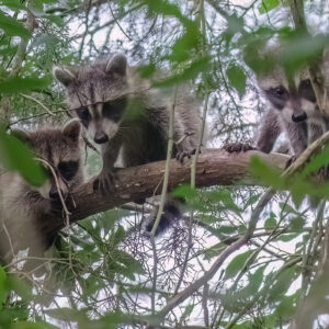 Raccoon kits curious about the archaeological goings-on.