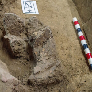 A conglomerate of sturgeon scutes and soil found in the Church Tower.