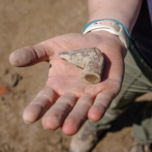 A pipe bowl found during the Smithfield excavations. This is a 19th-century reed stem pipe.