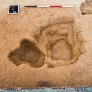 One of the subfloor pits in the north field. The posthole for the structure's roof is the smaller hole at left.