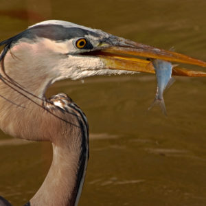 heron