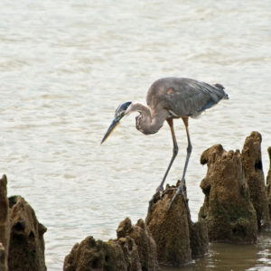 heron atop wooden fence