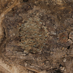 Wood fragment with copper tacks