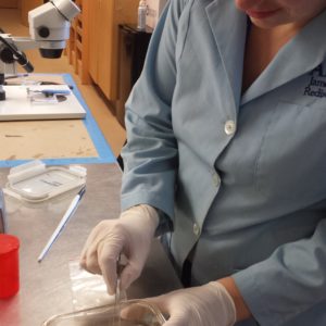 Conservator using tweezers to pick up a lead die from a container with solution