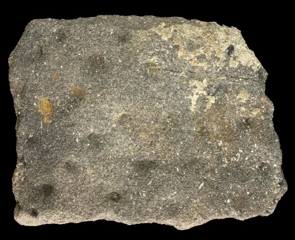 Stigmaria fossil