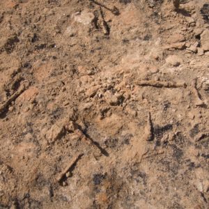 Assortment of nails in situ