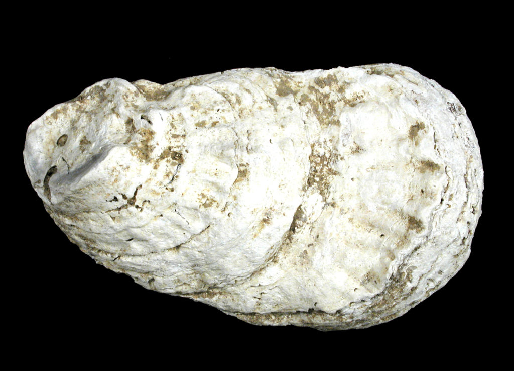 oyster shell