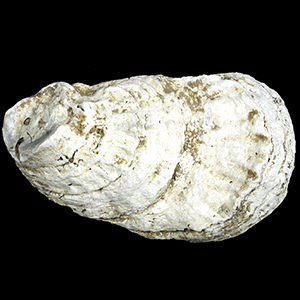 oyster shell