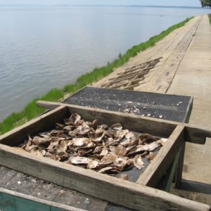 Oyster shells laying in a screen on seawall