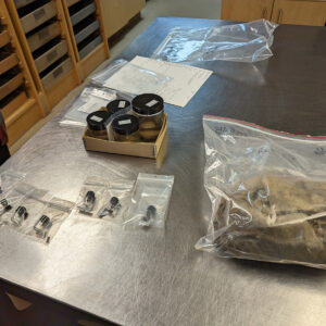 Some of the botanical artifacts found during Justine McKnight's analysis. The soil from which she pulled her sample is in the bag at right.