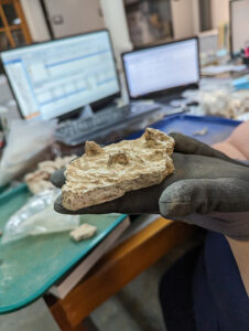 A piece of plaster from the 1617 church. This one has knuckle marks pressed in from the opposite side to help the plaster adhere to the wood studs behind it.