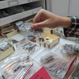 Assistant Curator Janene Johnston holds a sample of the projectile point fragments in the Jamestown collection. The problem with many of the points is that they are too fragmentary to identify as their shape is so important to that task.