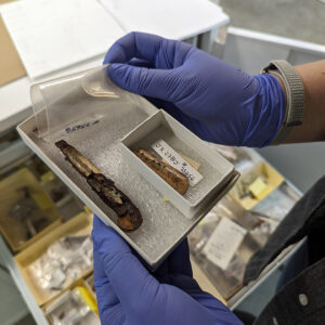 Senior Curator Leah Stricker holds an example of a scale tang knife. The rivet holes to attach the handle to the tang are readily apparent.