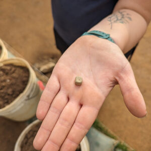 A lead gaming die found in the excavations adjacent to the ticketing tent.