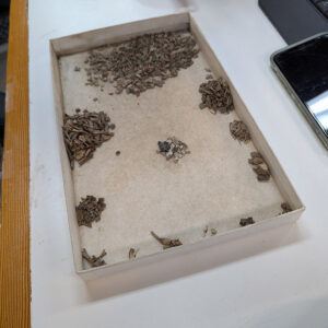 Assistant Curator Magen Hodapp's sorting tray filled with animal remains from the fort's first well.