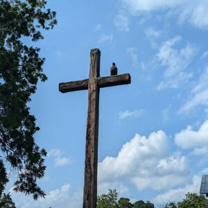 A juvenile bald eagle rests on the wooden cross erected in 1957 in memory of the colony's early settlers.