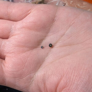 Two of the tiny glass beads Curatorial Assistant Lauren Stephens has found while picking through screened soil from Pit 1.