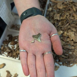 A shark tooth and a partial shark tooth found in layer "N" of the John Smith Well.