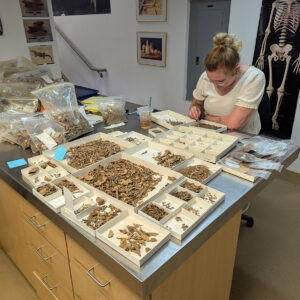 Associate Curator Magen Hodapp picks through faunal remains from layer "N" of the John Smith Well.