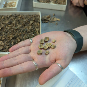 Shark vertebrae found in James Fort's first well