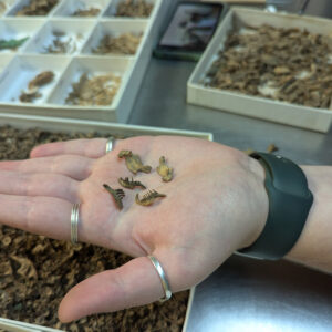 Assistant Curator Magen Hodapp holds sucker fish bones she found while sorting through faunal remains from James Fort's first well.