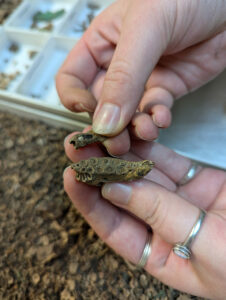 Drum fish jaw bones found in James Fort's first well