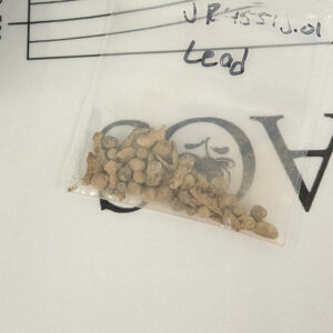 Shot and other lead objects found by archaeological and curatorial staff while picking through material from the 2021 Seawall excavations.