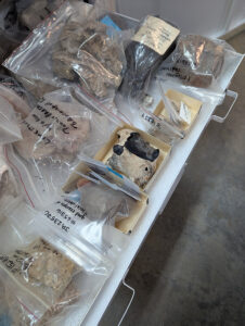 A tray of rocks to be further examined by the William & Mary geological department for identification and sourcing for the geological reference collection