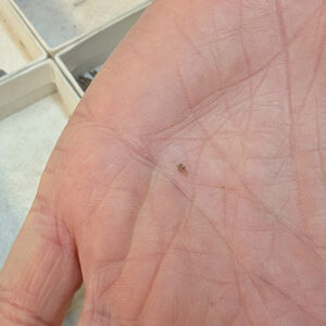 A tiny fish vertebrae found by Lindsay Bliss amongst the John Smith Well objects.