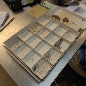 Curatorial Intern Lindsay Bliss picks through tiny objects from the John Smith Well and then places them in smaller boxes organized by object type.