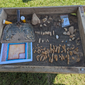 A tray of artifacts found in the excavations just south of the Archaearium