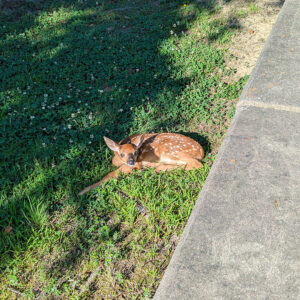A fawn sits outside the Visitor Center waiting for their mother to return.