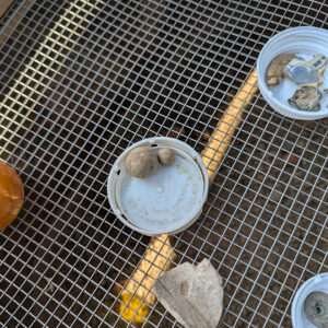 Lead shot of two different sizes found at the cellar excavations
