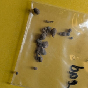 Tiny lead shot and waste found by Associate Curator Janene Johnston while picking through objects from the midden excavations of 2021.
