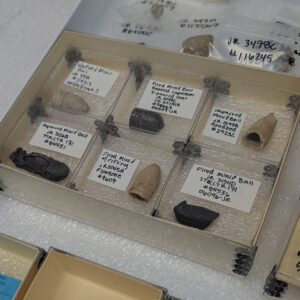 Minie balls in the Jamestown collection. Some have been fired and deformed after hitting something. The one at the top center was deformed by a ramrod during the loading process.