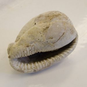 Cowrie shell