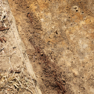 wood fragments in situ along the edge of an excavation unit