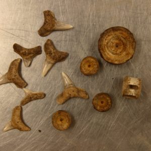 Shark teeth and vertebrae