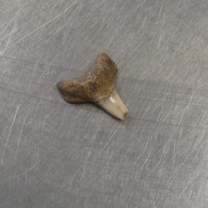 Shark tooth