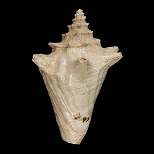 top shell