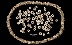 shell beads