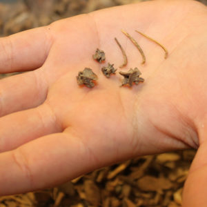 hand holding an assortment of snake vertebrae and rib bones