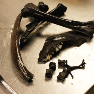 Wet animal bones on a lab table