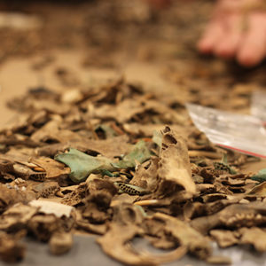 Assortment of animal bones on a lab table