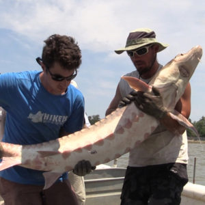 Two men holding a sturgeon