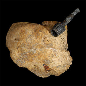 Surgically-Marked Skull Fragment