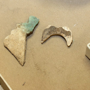 sturgeon scute and mammal bone next to trays of other animal bones on a lab table