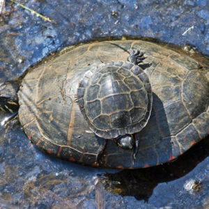 Small turtle riding on back of large turtle