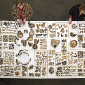 Some of the Virginia Indian ceramics found at Jamestown