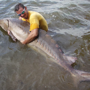 Scientist holding a large fish in a river